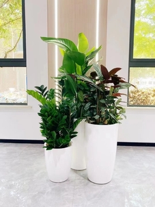 宁波奉化植物出租价格